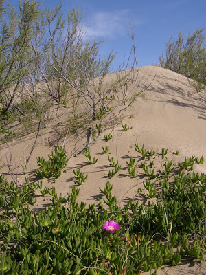 médanos valeria del mar